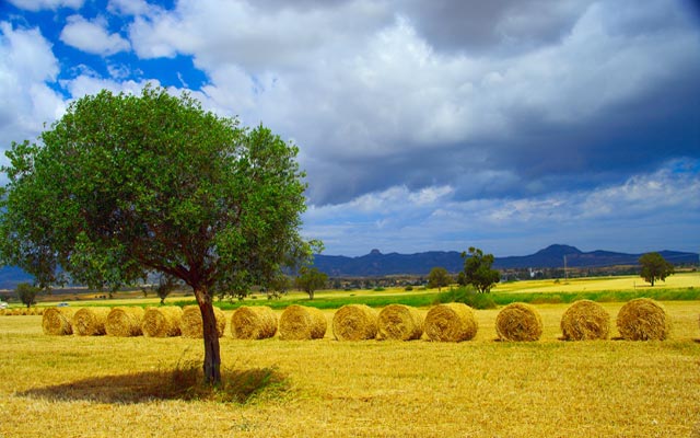 Nature in North Cyprus
